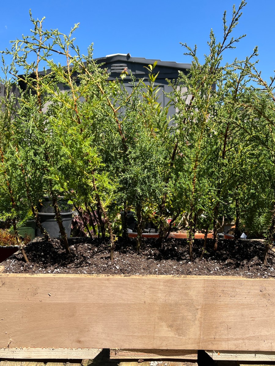 Bonsai: Making a Forest